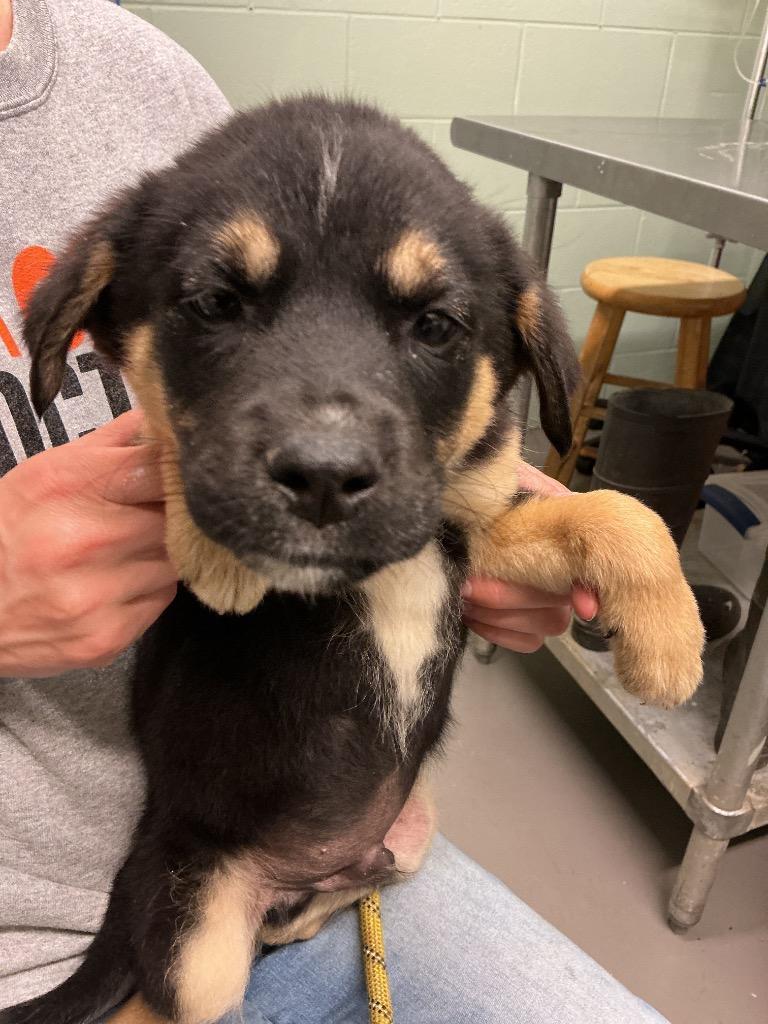 Bingham, Adoptable, Puppy Male Mixed Breed.