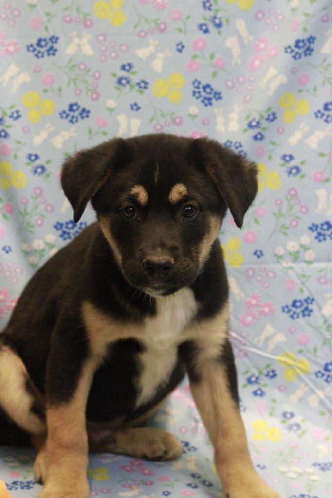 Bingham, Adoptable, Puppy Male Bernese Mountain Dog & Mixed Breed.