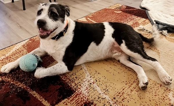 Bentley, Adoptable, Adult Male Pit Bull Terrier & Standard Poodle.