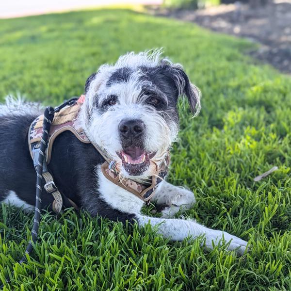 Enlarge Bentley, a Adoptable mixed breed in Oakland, CA image 3/6