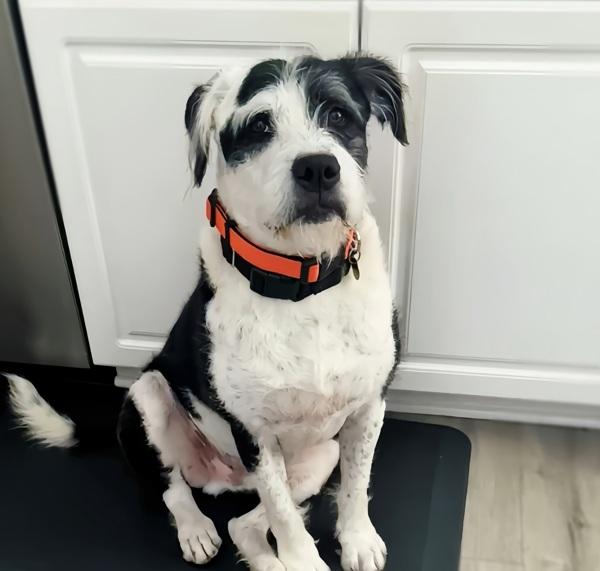 Enlarge Bentley, a Adoptable mixed breed in Oakland, CA image 4/6