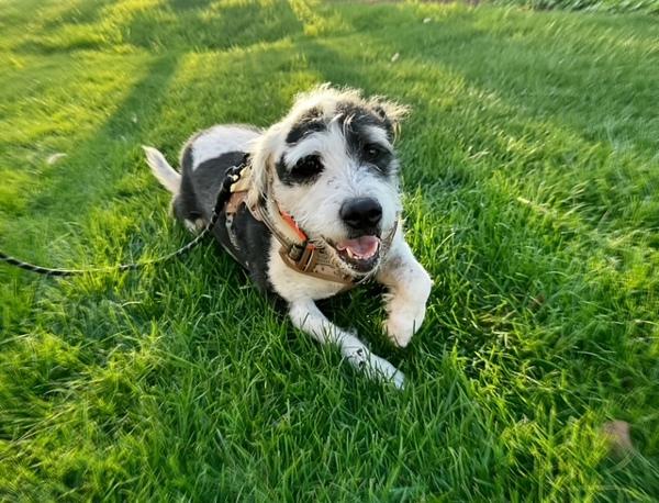 Enlarge Bentley, a Adoptable mixed breed in Oakland, CA image 5/6