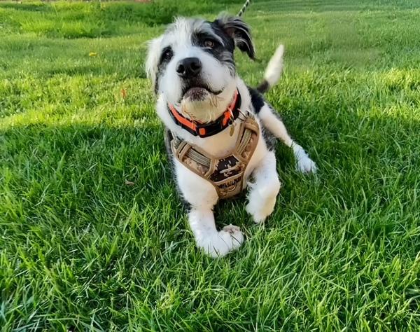 Enlarge Bentley, a Adoptable mixed breed in Oakland, CA image 6/6