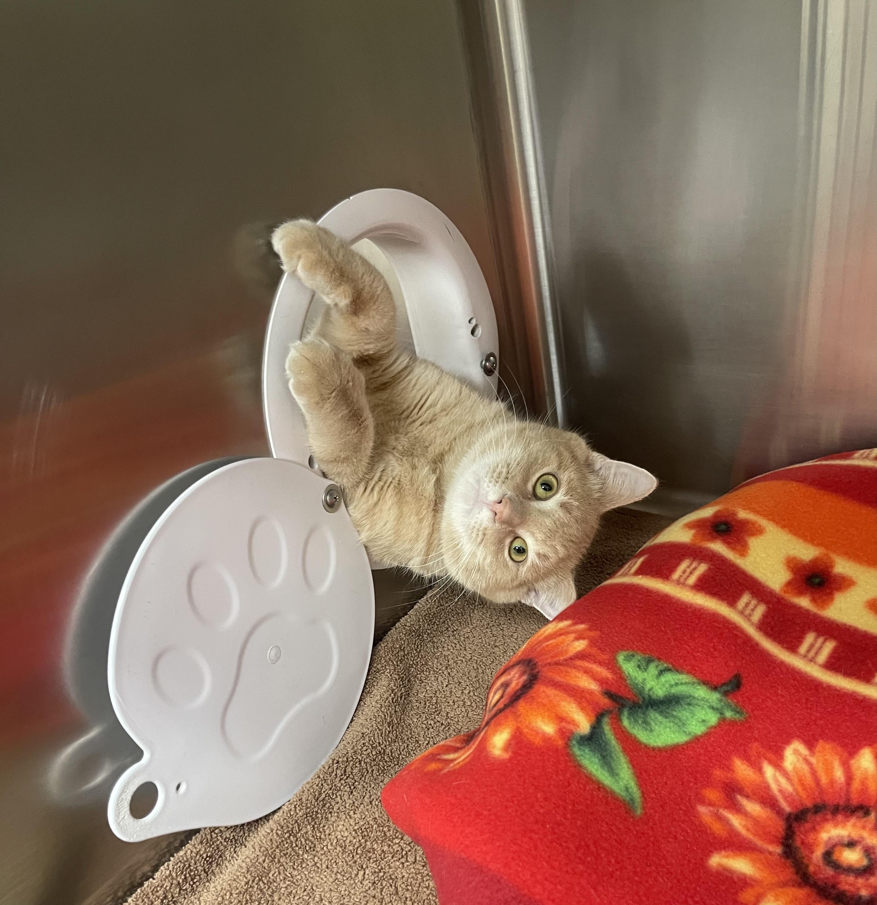 Enlarge Bagel, a Adoptable Domestic Short Hair in Battle Creek, MI image 4/5