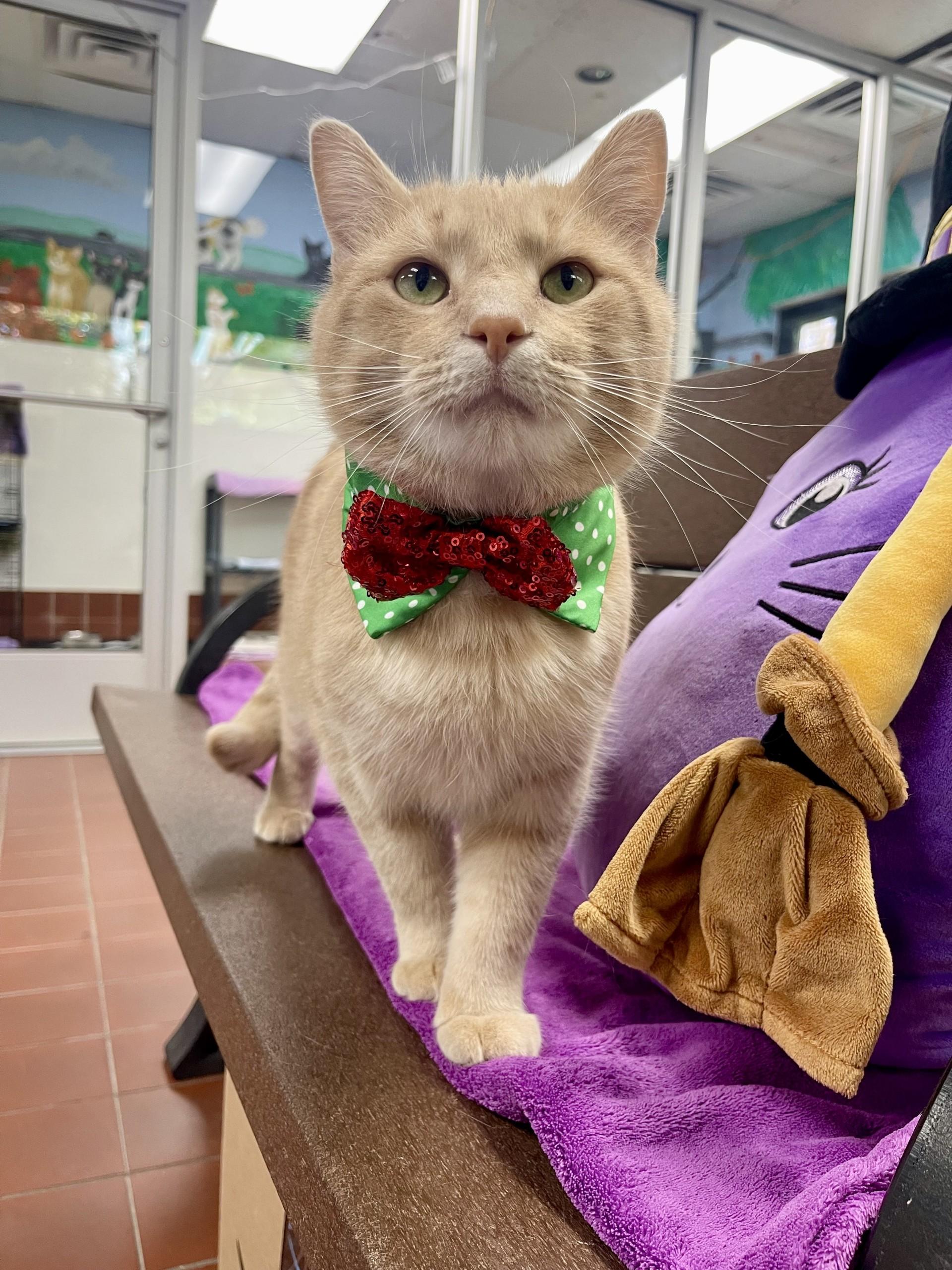 Enlarge Bagel, a Adoptable Domestic Short Hair in Battle Creek, MI image 1/5