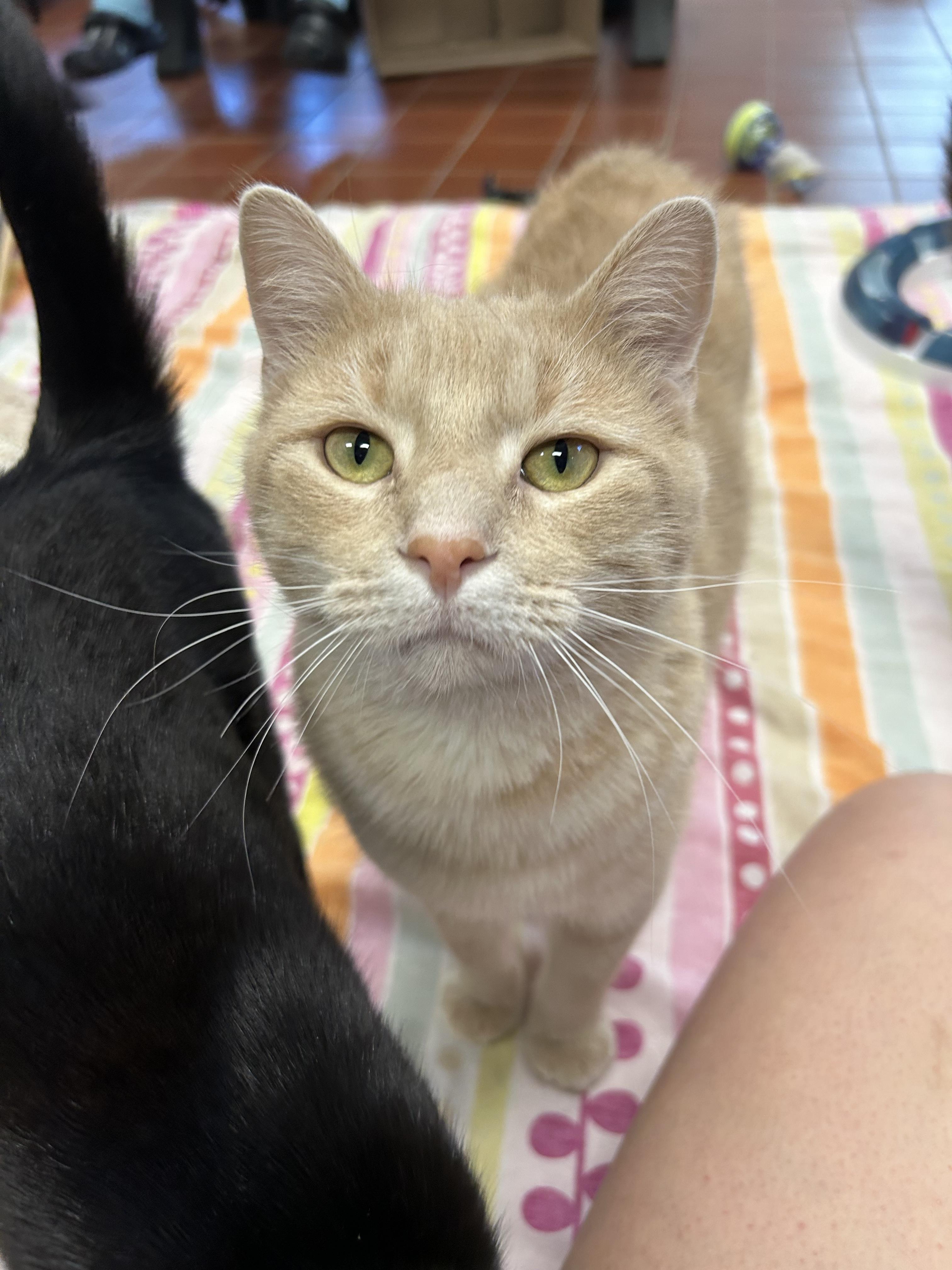 Enlarge Bagel, a Adoptable Domestic Short Hair in Battle Creek, MI image 3/5