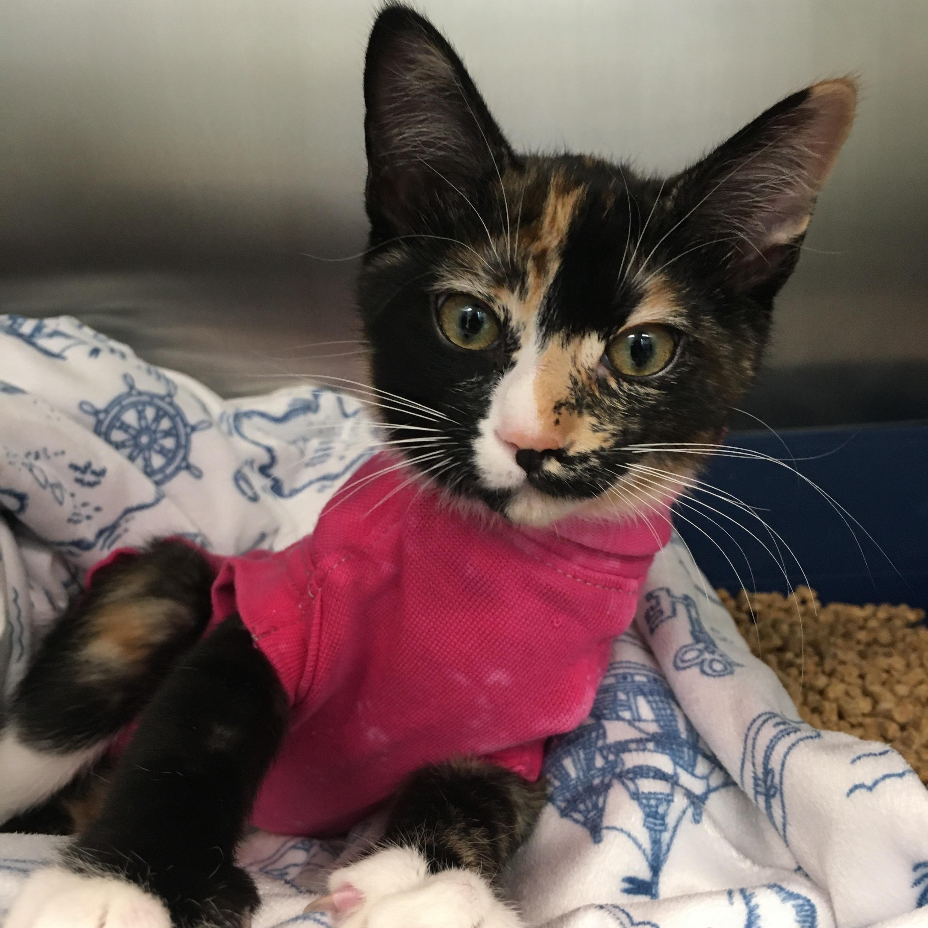 Pippin, ADOPTABLE, Kitten Female Domestic Short Hair.