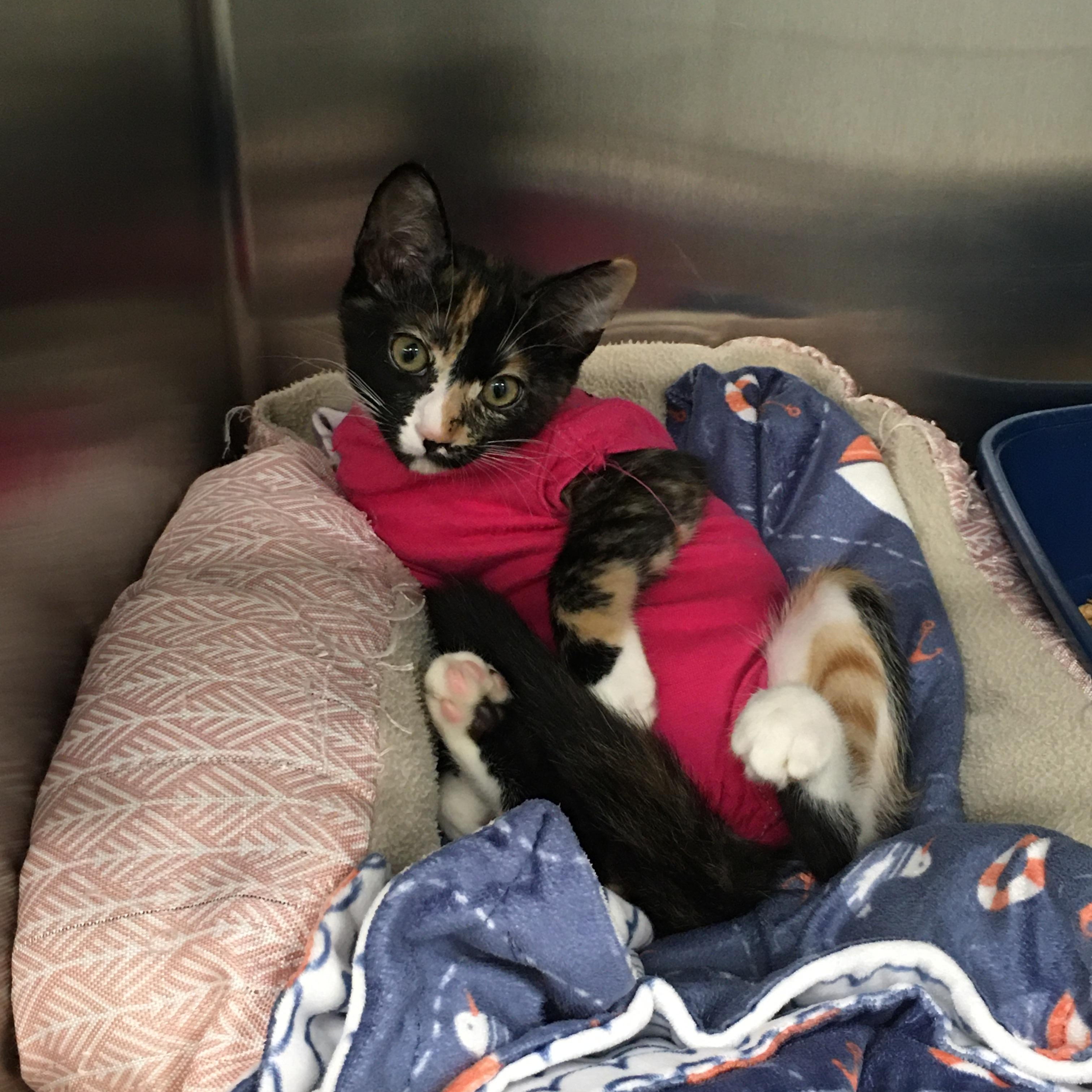 Pippin, a ADOPTABLE Domestic Short Hair in Greenville, TX image 3/4