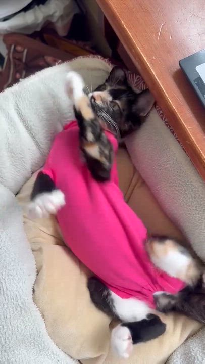 Enlarge Pippin, a ADOPTABLE Domestic Short Hair in Greenville, TX video 2/4