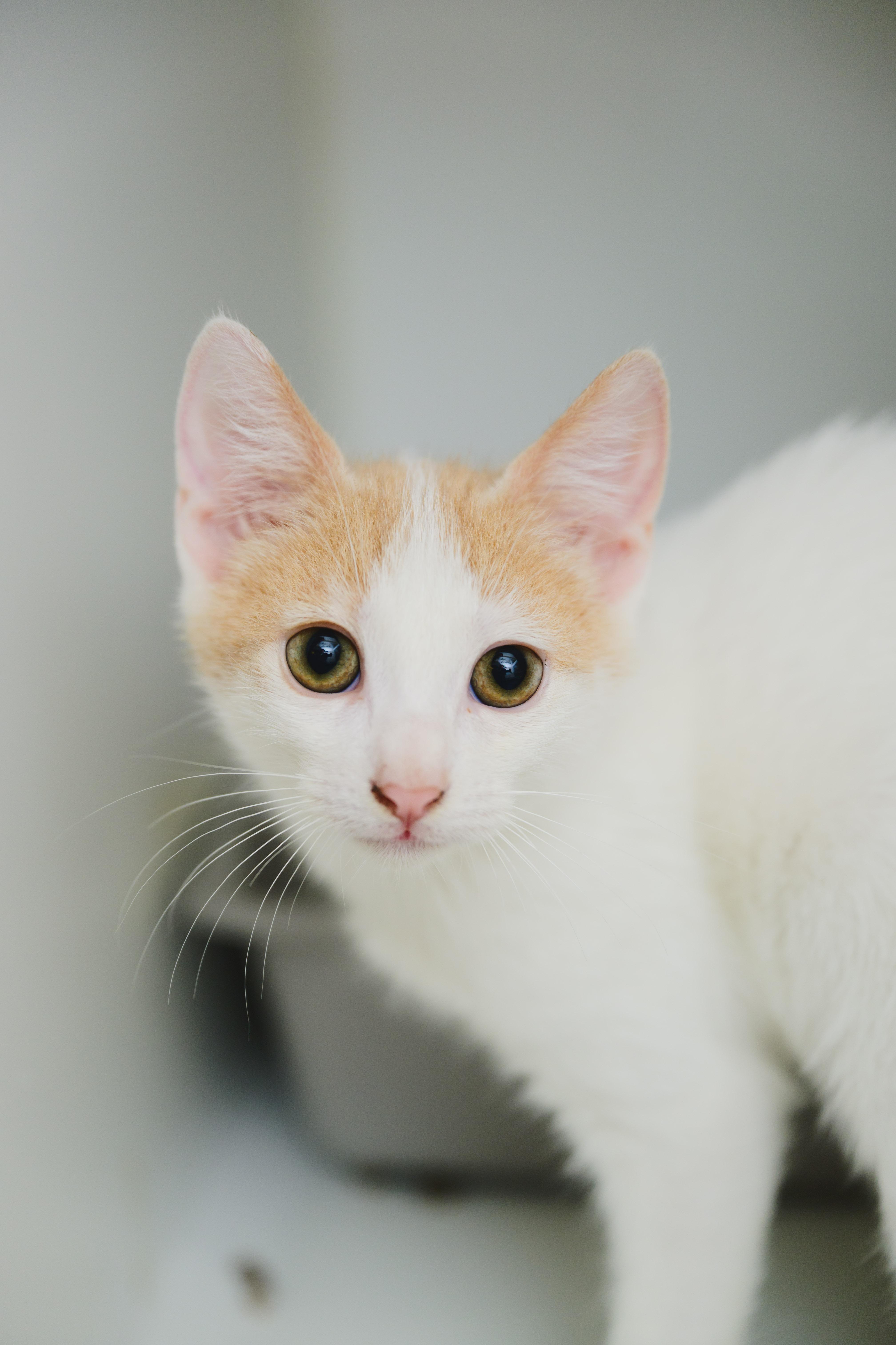 Rolo, a Adoptable Domestic Medium Hair in Honolulu, HI image 1/3