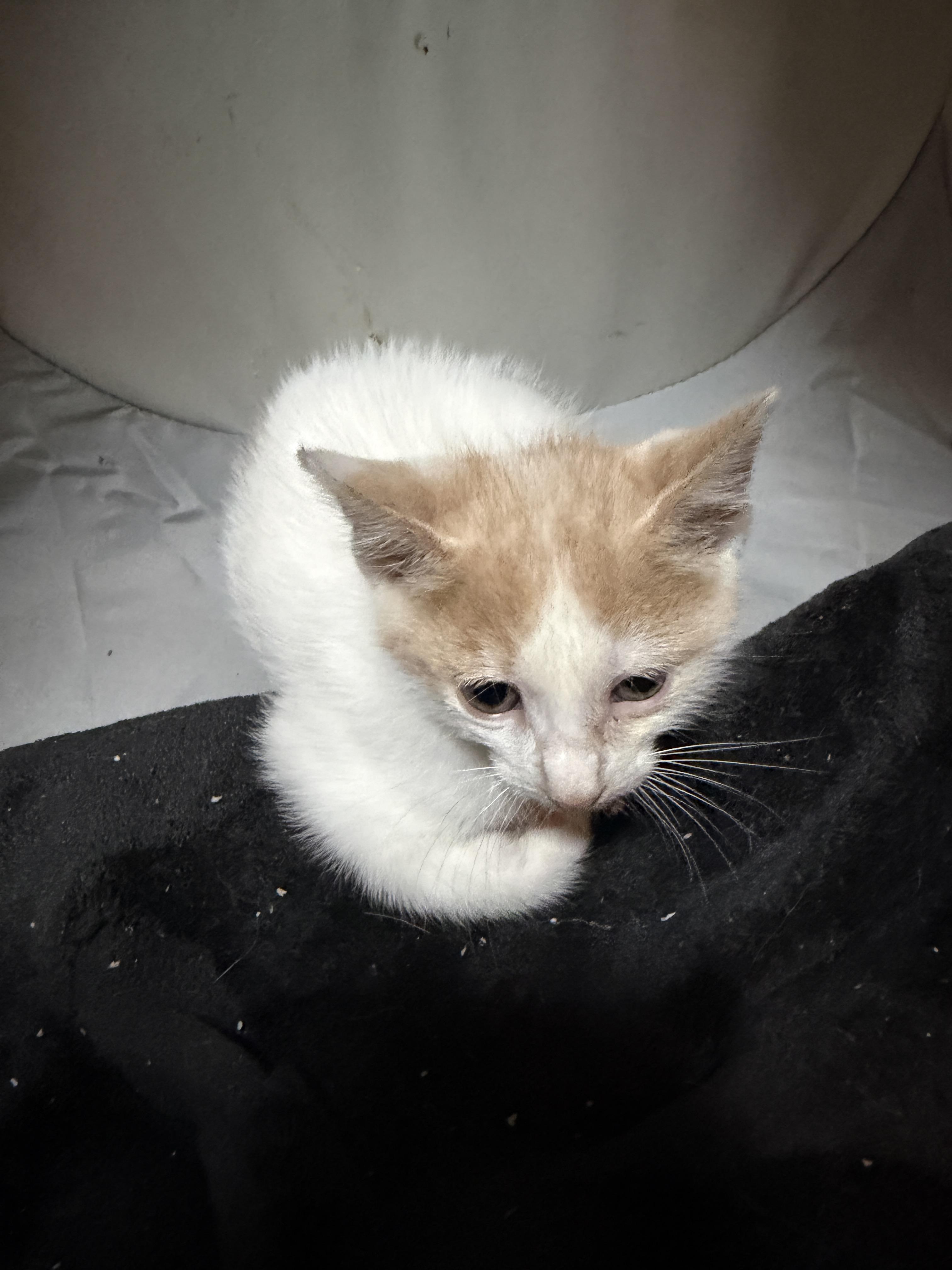 Rolo, a Adoptable Domestic Medium Hair in Honolulu, HI image 2/3
