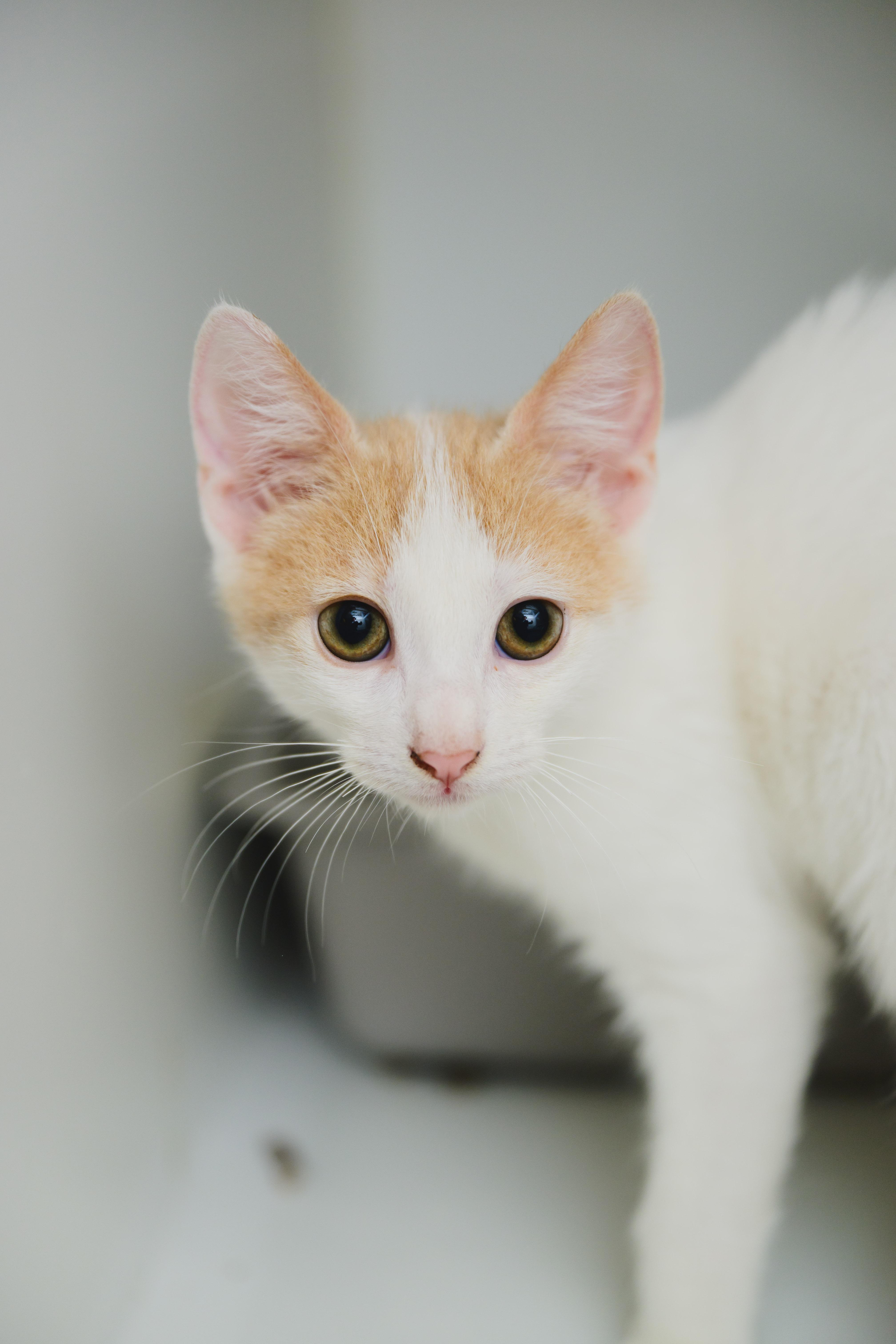 Rolo, a Adoptable Domestic Medium Hair in Honolulu, HI image 3/3