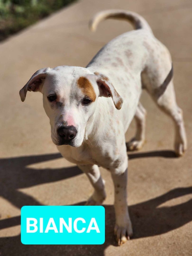 Bianca