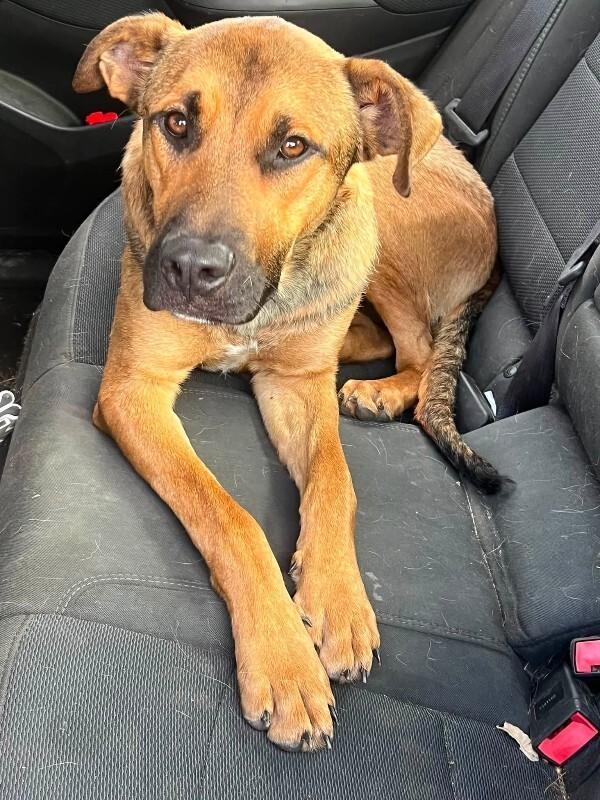 Beef, Adoptable, Young Male German Shepherd Dog & Mixed Breed.