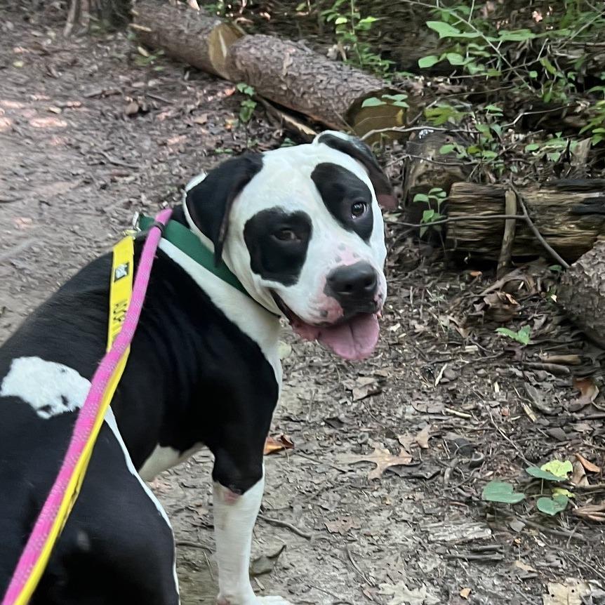 Panda Bear, Adoptable, Adult Male American Bulldog & Mixed Breed.