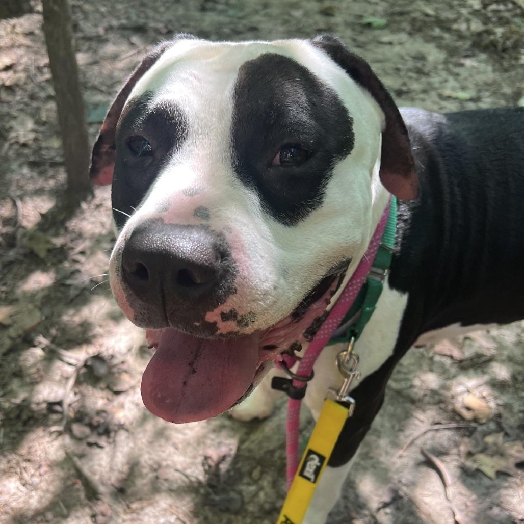 Enlarge Panda Bear, a Adoptable mixed breed in Greensboro, NC image 2/6