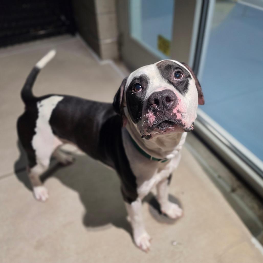 Enlarge Panda Bear, a Adoptable mixed breed in Greensboro, NC image 3/6