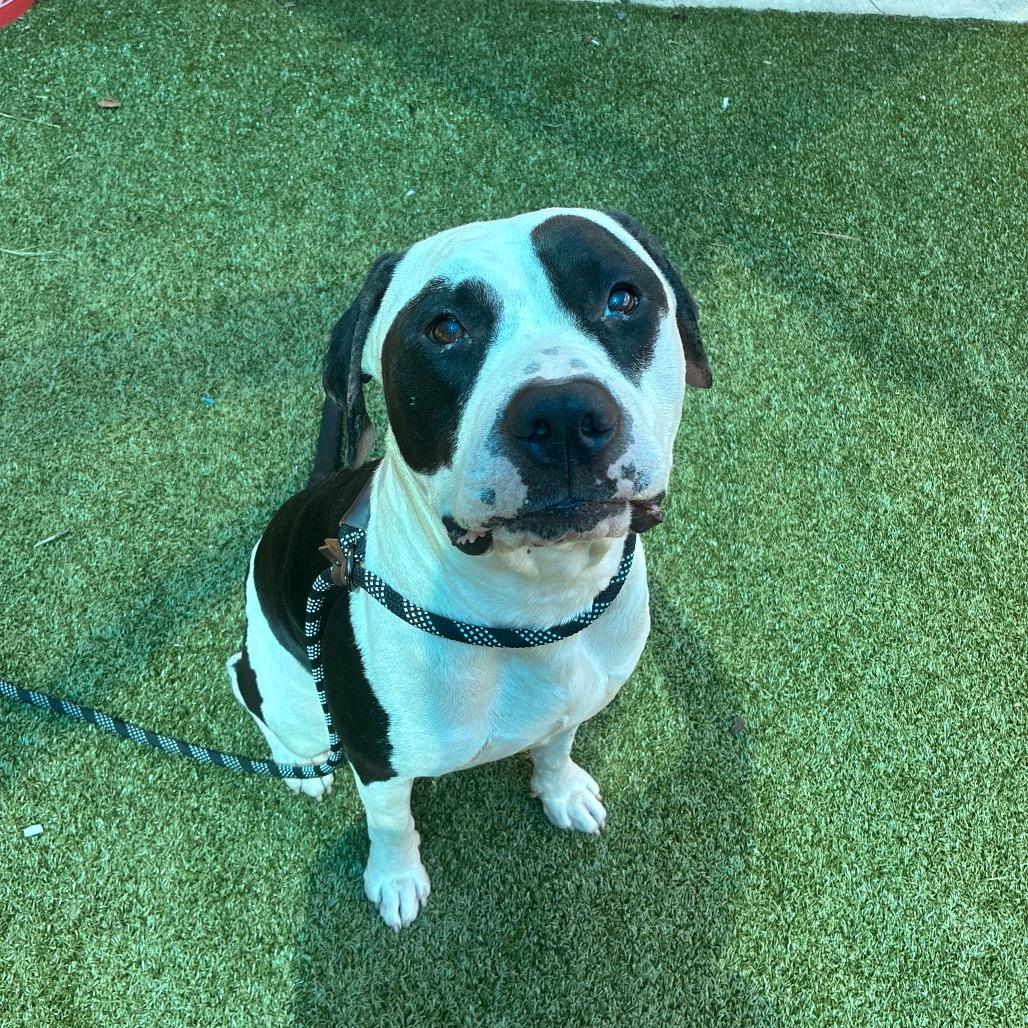 Enlarge Panda Bear, a Adoptable mixed breed in Greensboro, NC image 4/6
