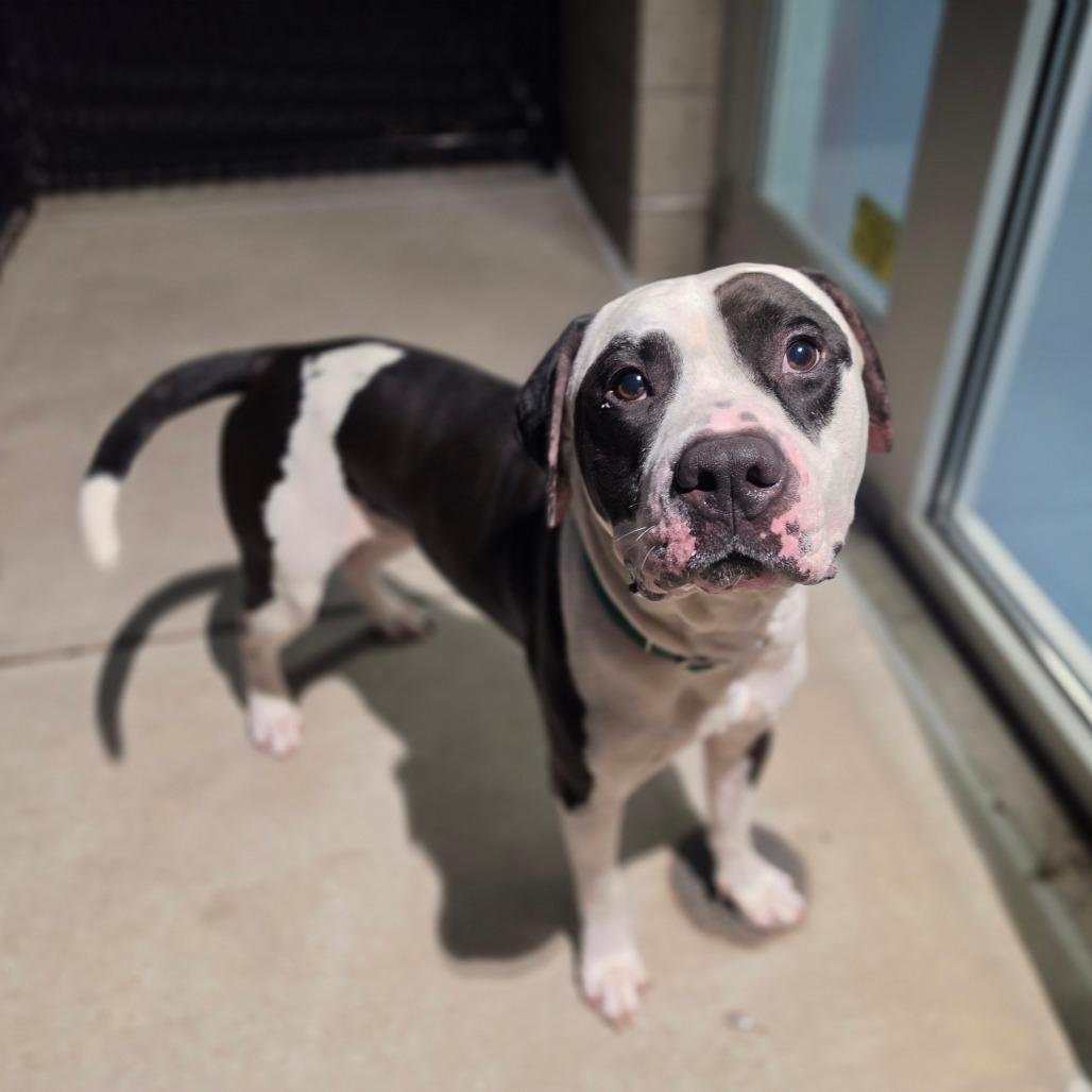 Enlarge Panda Bear, a Adoptable mixed breed in Greensboro, NC image 5/6