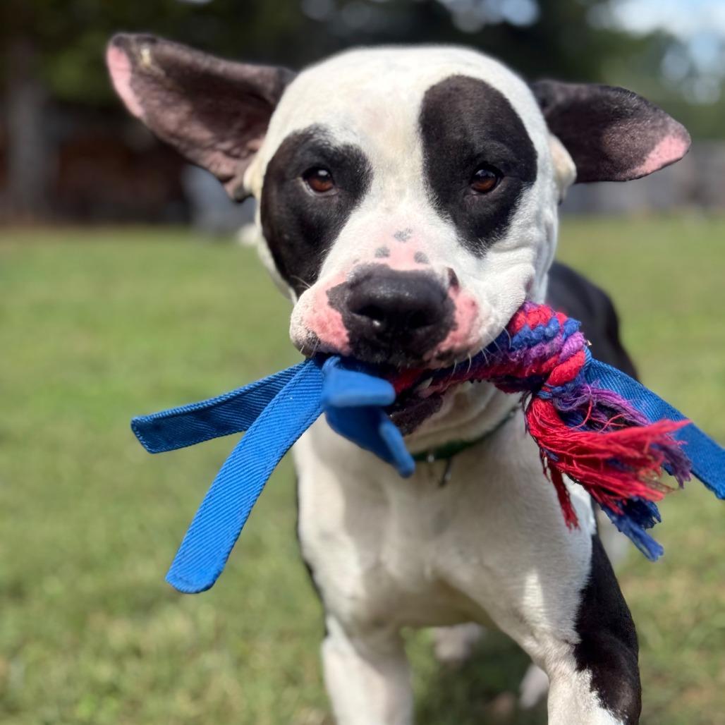 Enlarge Panda Bear, a Adoptable mixed breed in Greensboro, NC image 6/6