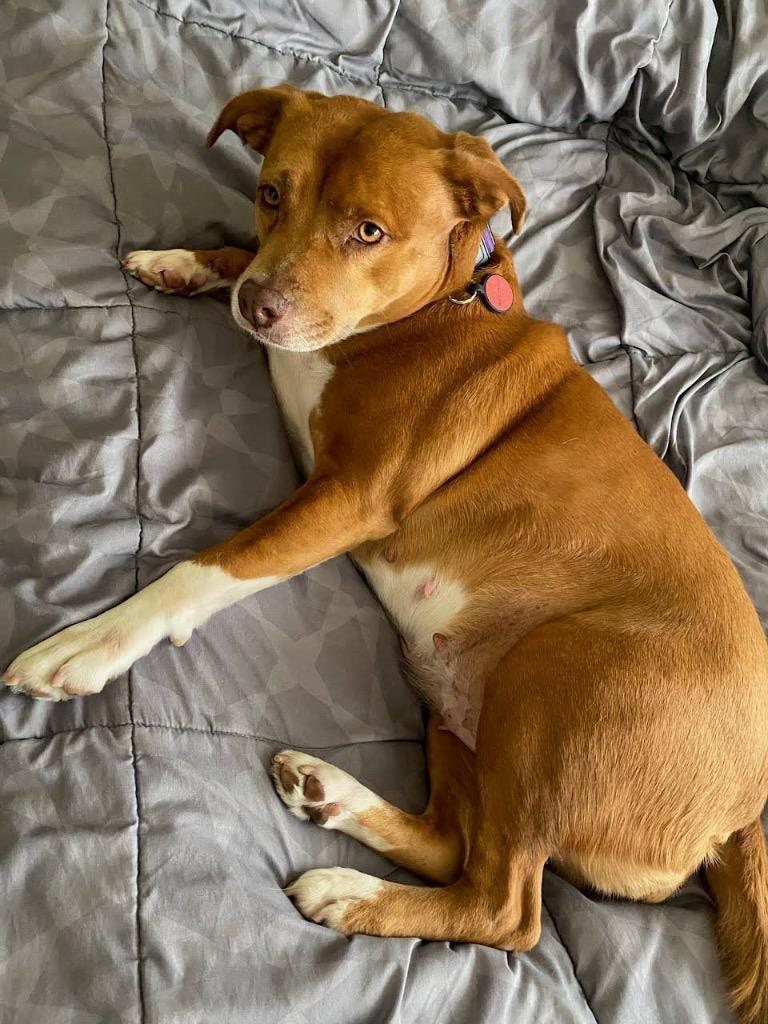 Isis the Goddess, a Adoptable mixed breed in Pomona, NY image 1/5