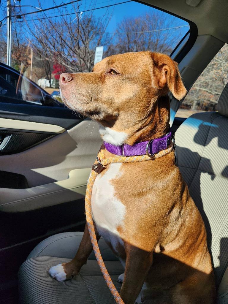 Isis the Goddess, a Adoptable mixed breed in Pomona, NY image 2/5