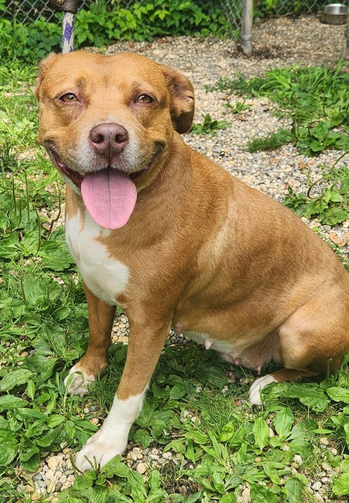 Enlarge Isis the Goddess, a Adoptable mixed breed in Pomona, NY image 1/6