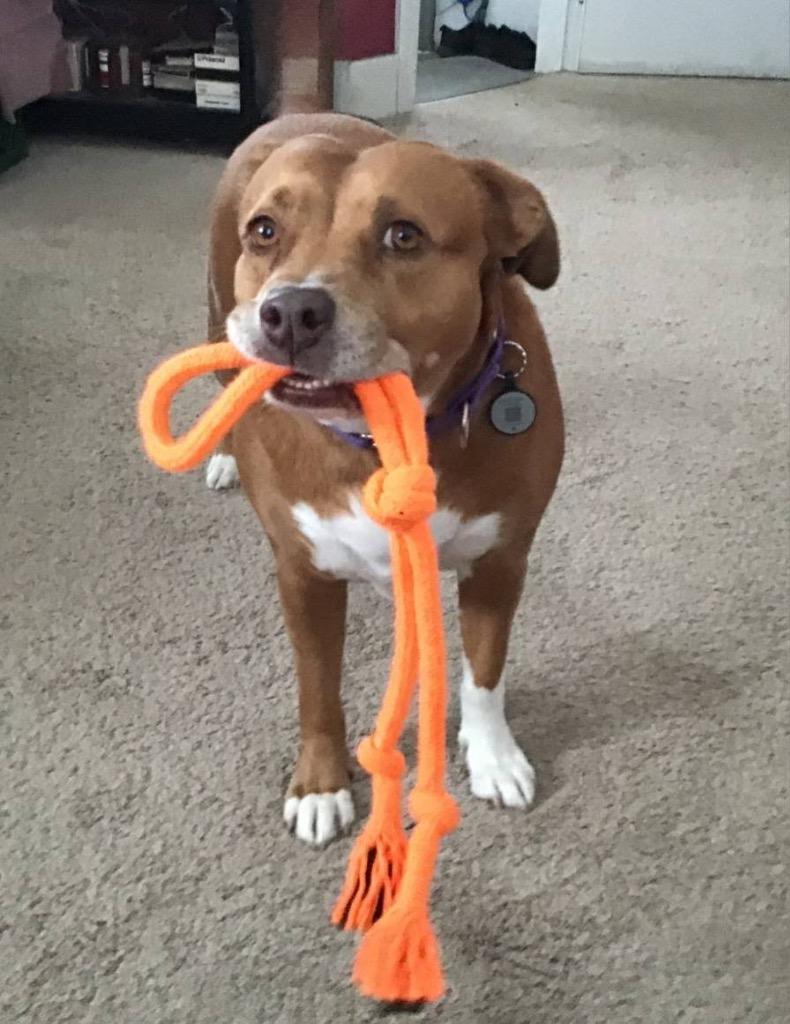 Enlarge Isis the Goddess, a Adoptable mixed breed in Pomona, NY image 2/6