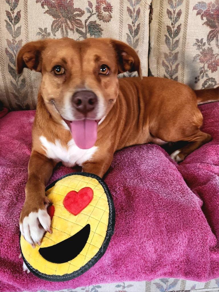 Enlarge Isis the Goddess, a Adoptable mixed breed in Pomona, NY image 4/6