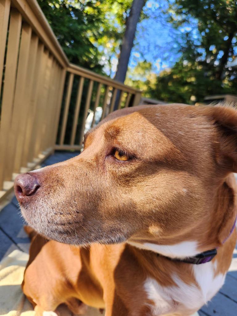 Enlarge Isis the Goddess, a Adoptable mixed breed in Pomona, NY image 5/6