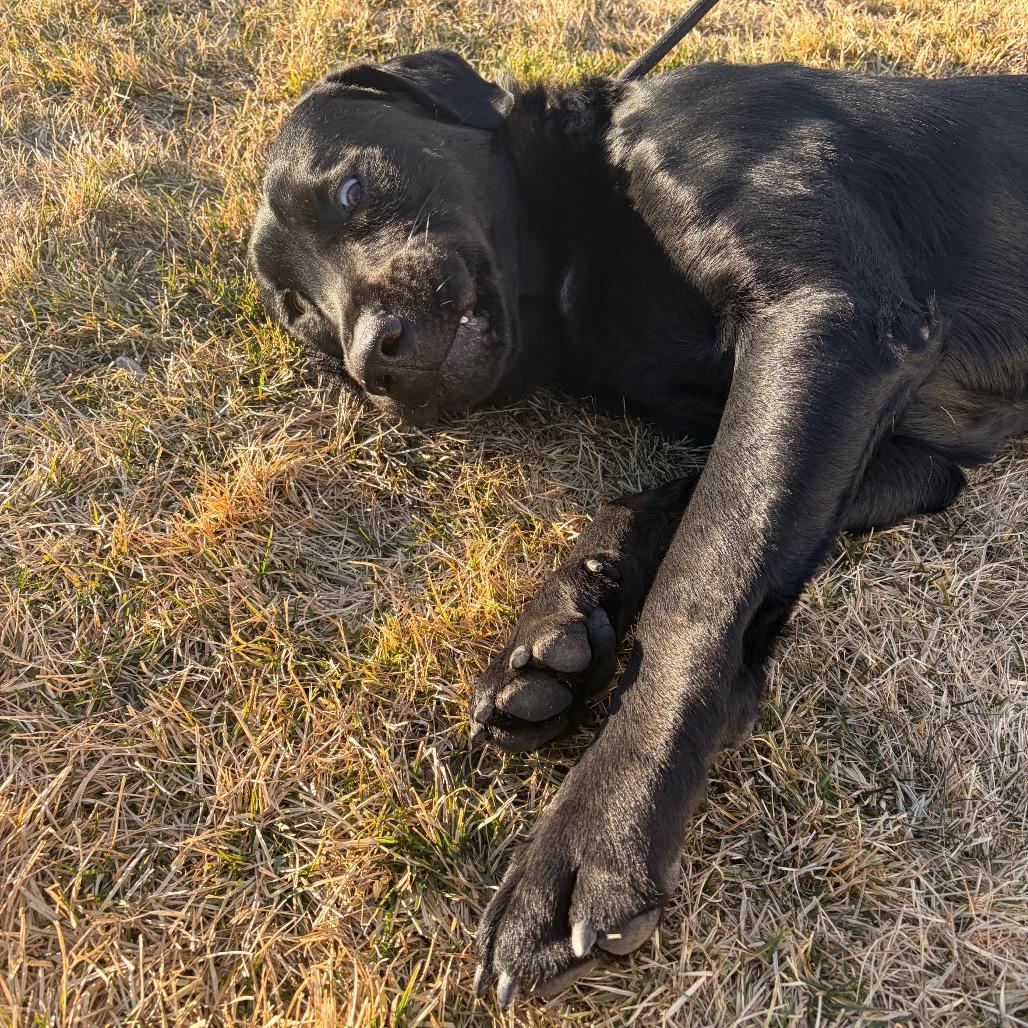 Rocky, Adoptable, Adult Male Black Labrador Retriever & Mixed Breed.