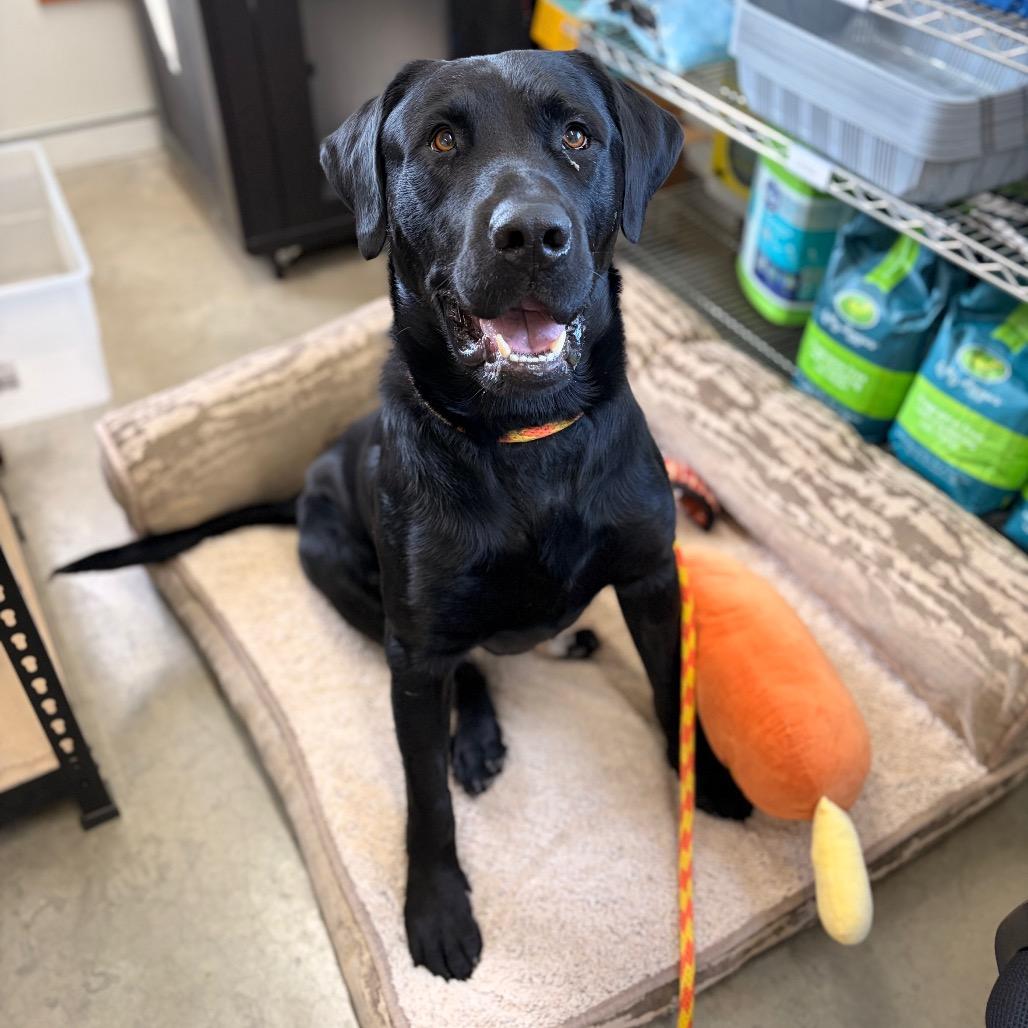 Enlarge Rocky, a Adoptable mixed breed in Spokane, WA image 2/6