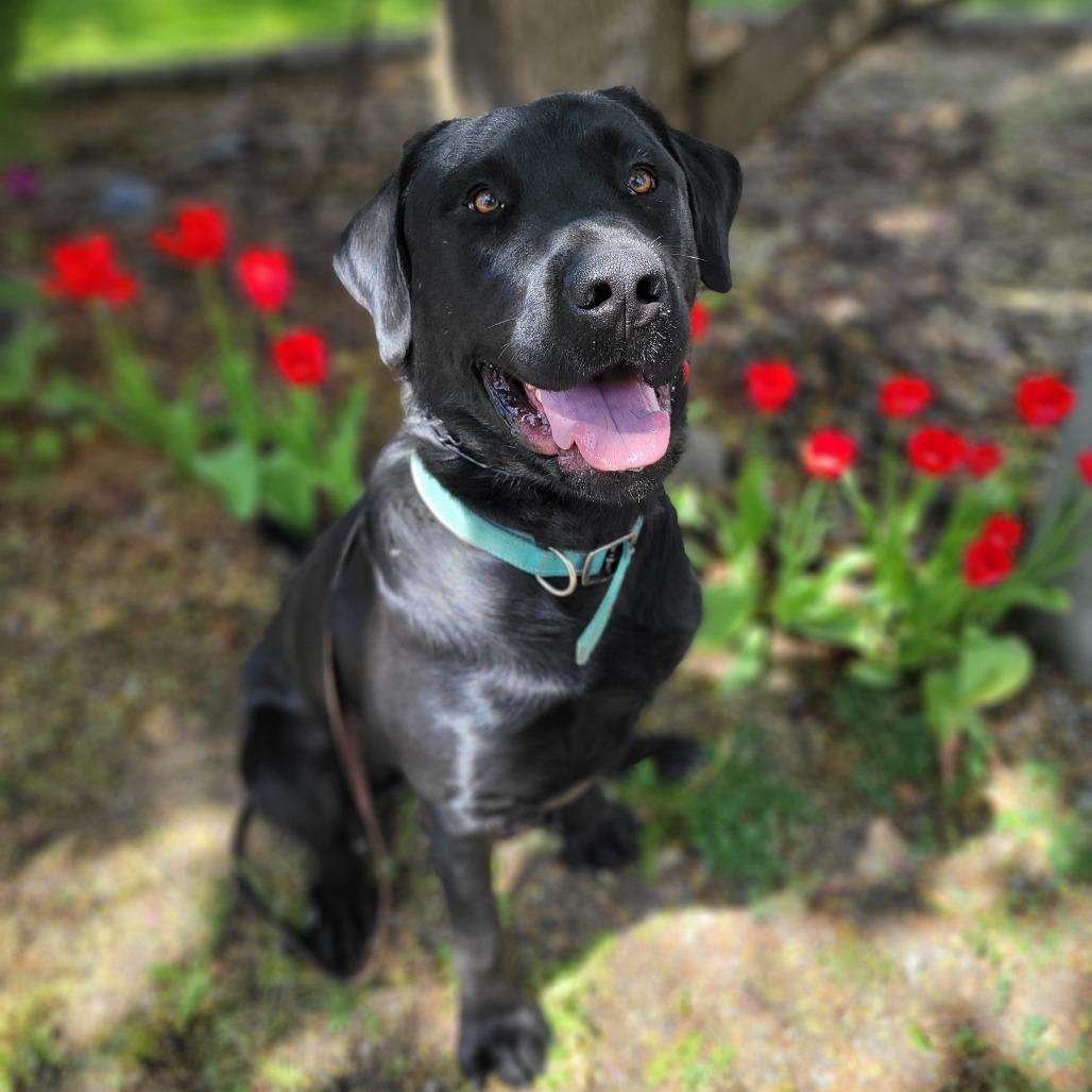 Rocky, Adoptable, Adult Male Black Labrador Retriever & Mixed Breed.