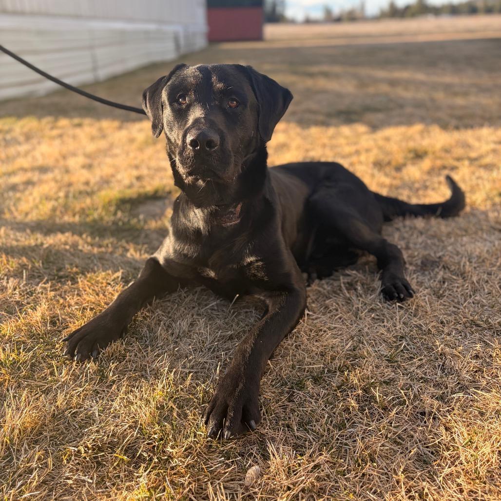 Enlarge Rocky, a Adoptable mixed breed in Spokane, WA image 3/6