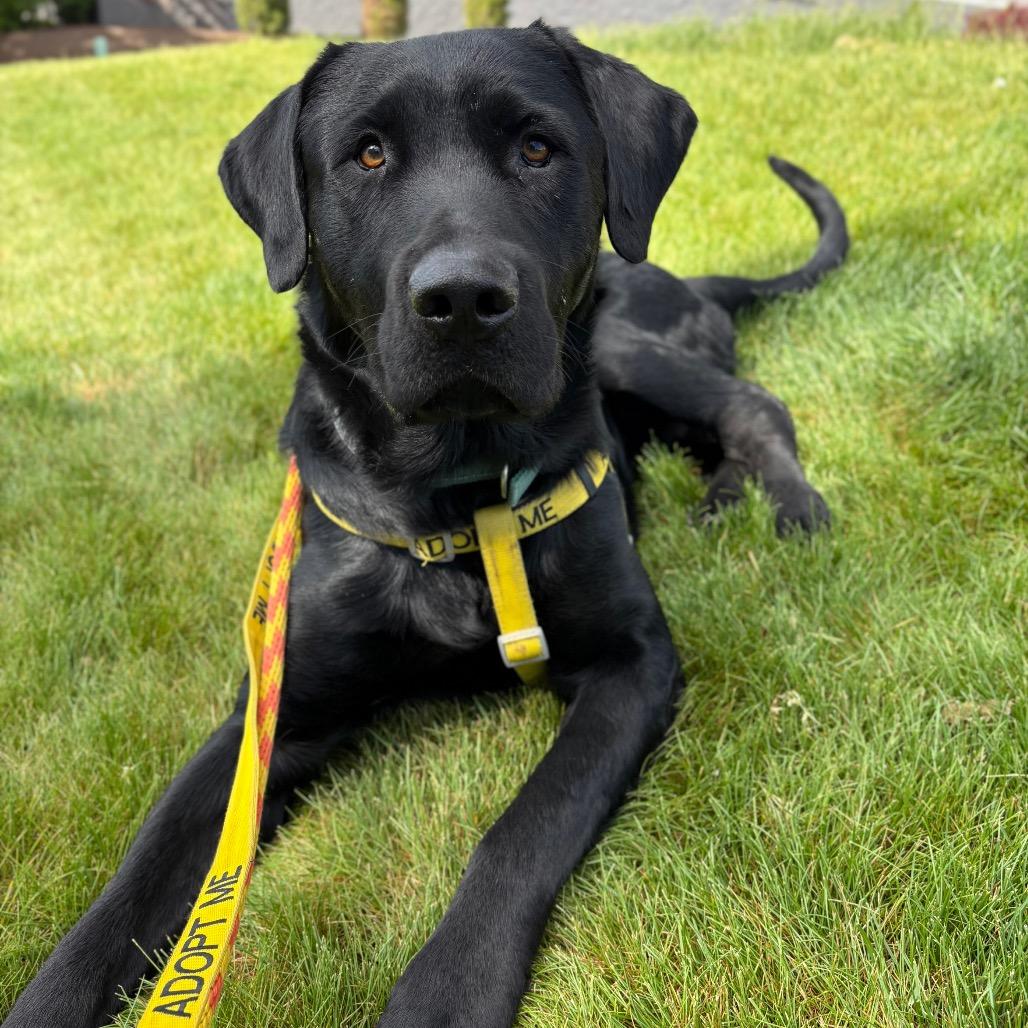 Enlarge Rocky, a Adoptable mixed breed in Spokane, WA image 3/6