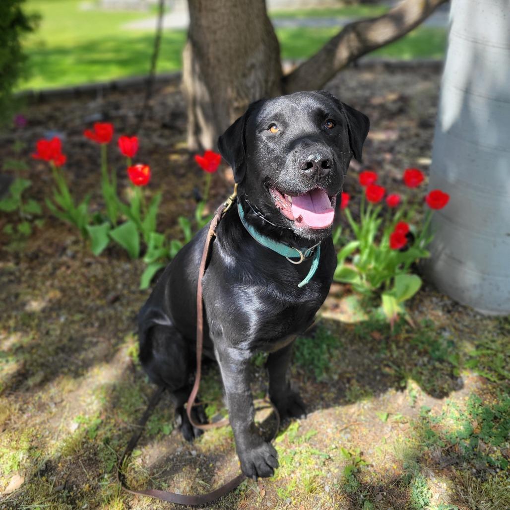 Enlarge Rocky, a Adoptable mixed breed in Spokane, WA image 4/6