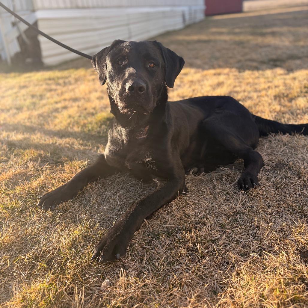 Enlarge Rocky, a Adoptable mixed breed in Spokane, WA image 5/6