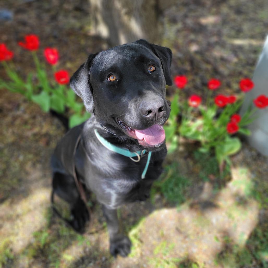 Enlarge Rocky, a Adoptable mixed breed in Spokane, WA image 6/6