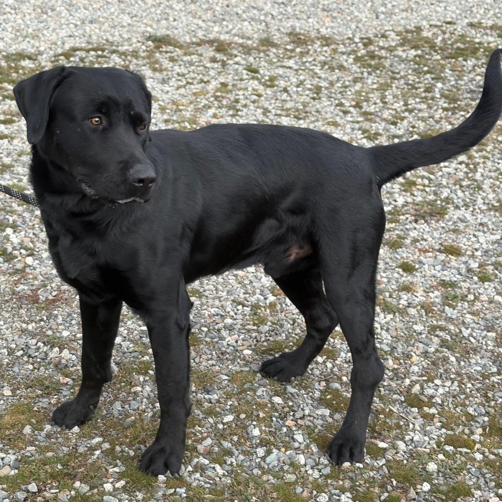 Enlarge Rocky, a Adoptable mixed breed in Spokane, WA image 6/6