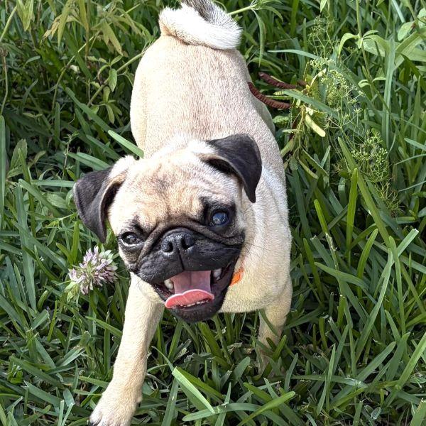 Nacho, adopted, Puppy Male Pug.