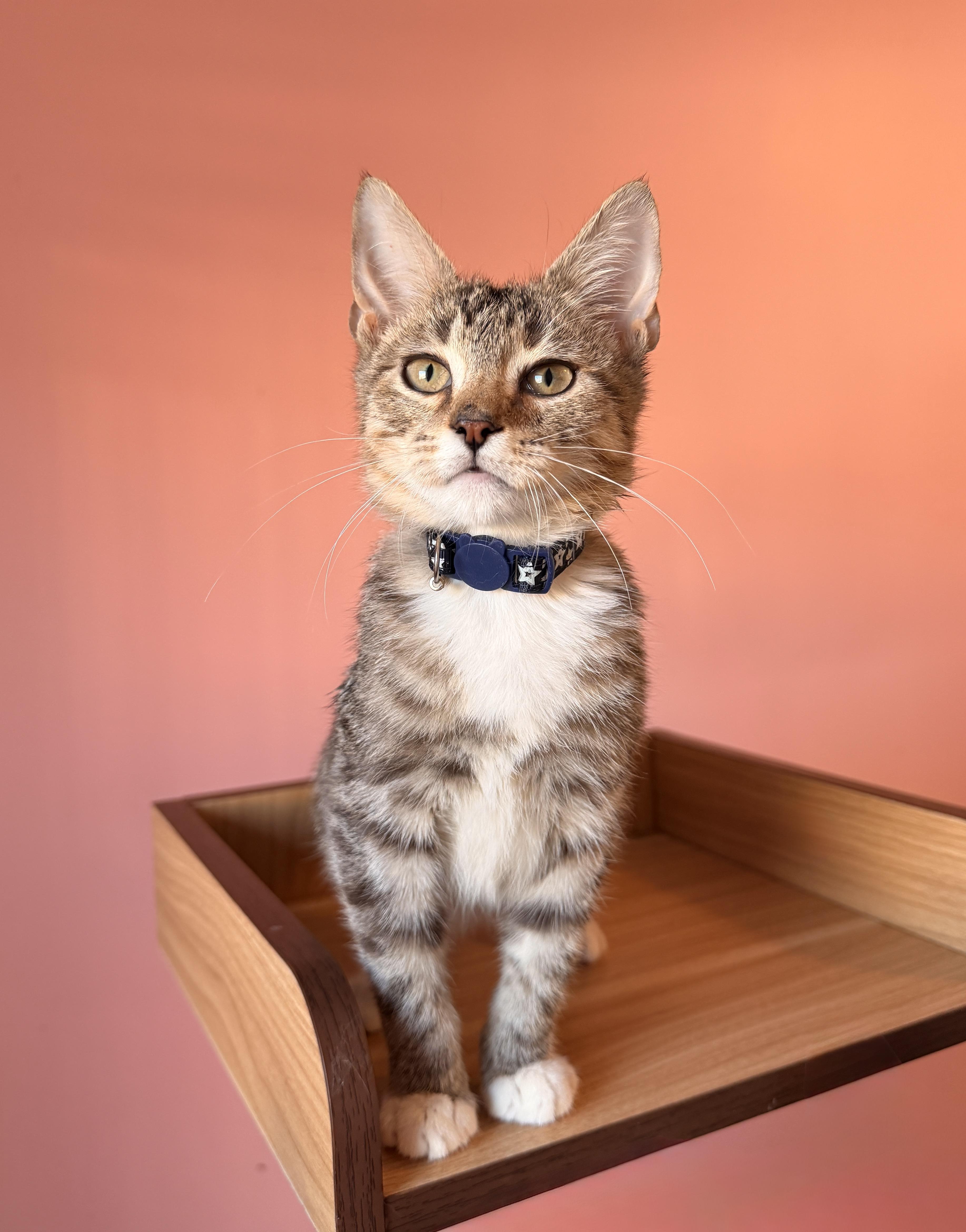 TIMBER, adoptable, Kitten Male Tabby.