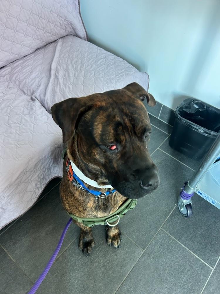 Tiny West Orange, Adoptable, Young Male Presa Canario.