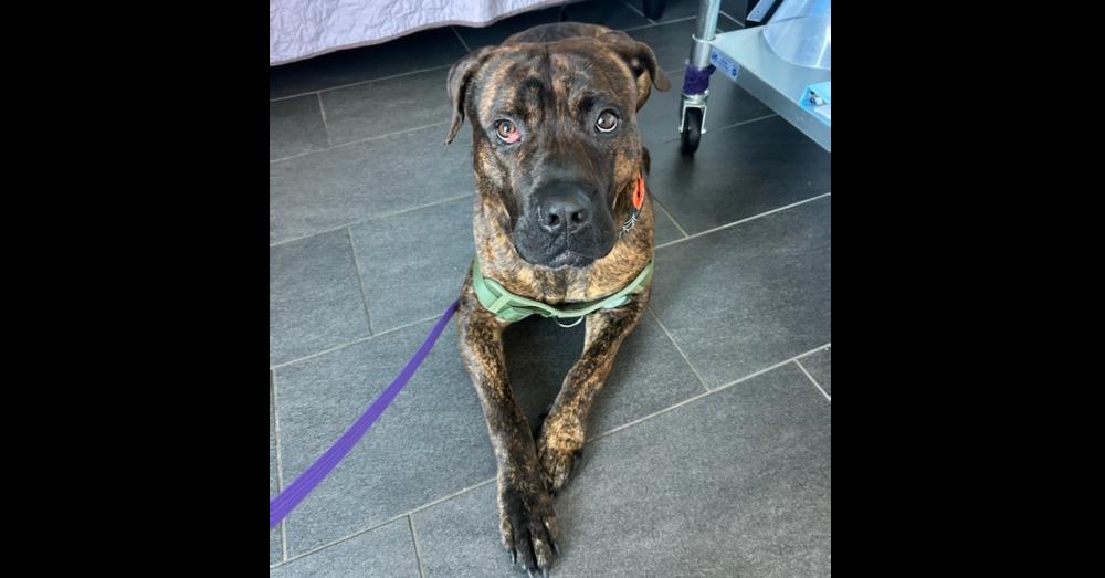 Enlarge Tiny West Orange, a Adoptable Presa Canario in Westbury, NY image 2/4
