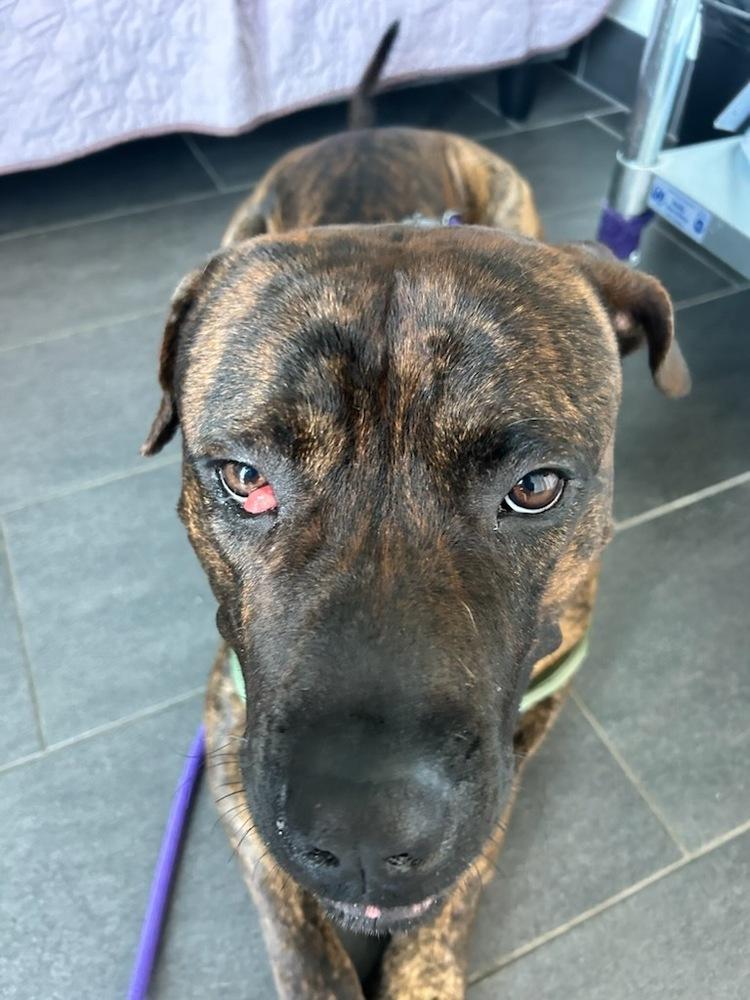 Enlarge Tiny West Orange, a Adoptable Presa Canario in Westbury, NY image 3/4
