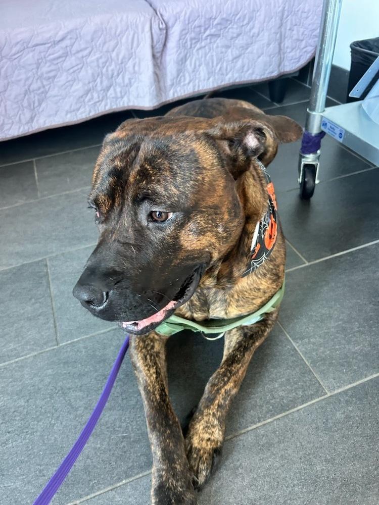 Enlarge Tiny West Orange, a Adoptable Presa Canario in Westbury, NY image 4/4