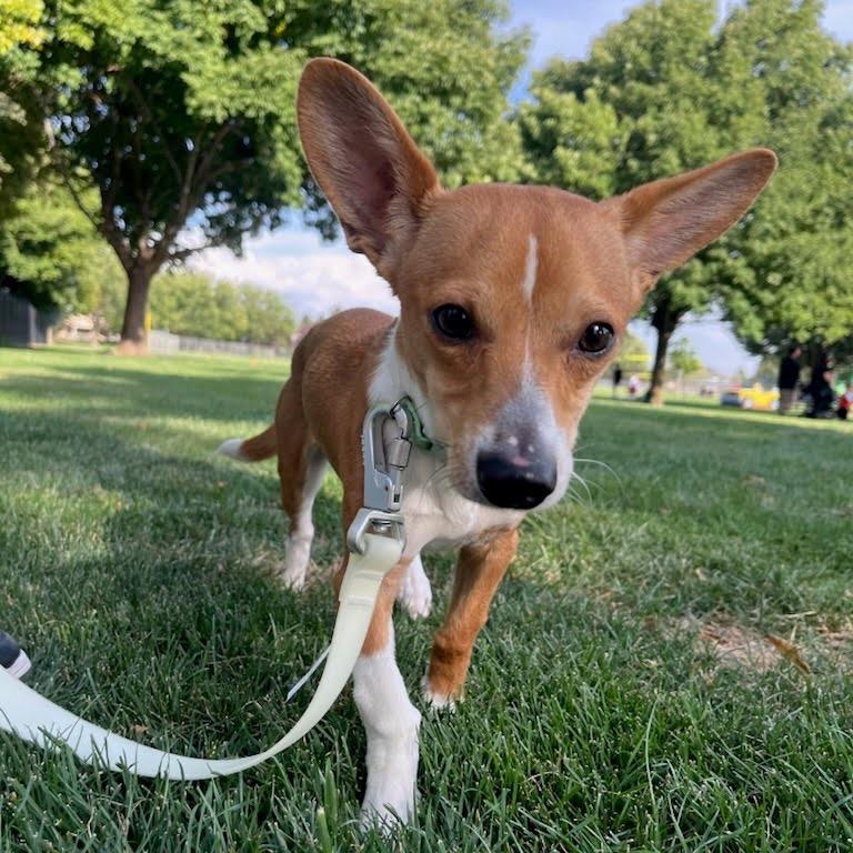 Boomer, Adoptable, Young Male Miniature Dachshund & Chihuahua.