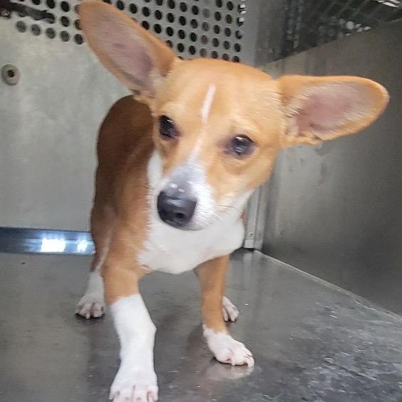 Enlarge Boomer, a Adoptable mixed breed in Nampa, ID image 2/6