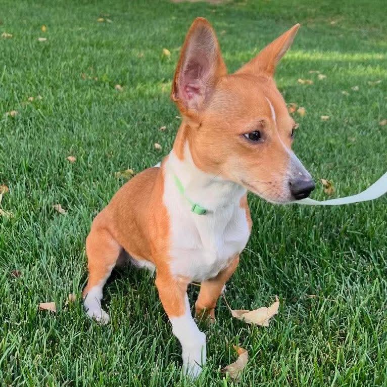 Enlarge Boomer, a Adoptable mixed breed in Nampa, ID image 6/6