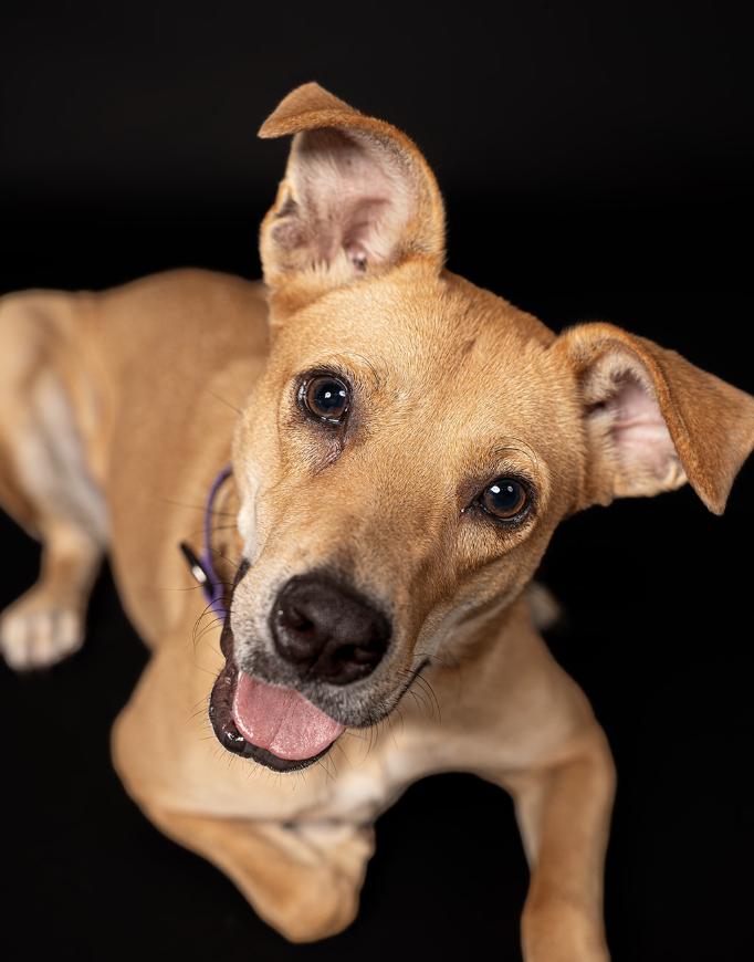 Enlarge Figgy, a Adoptable Mixed Breed in MOORESVILLE, NC image 1/6