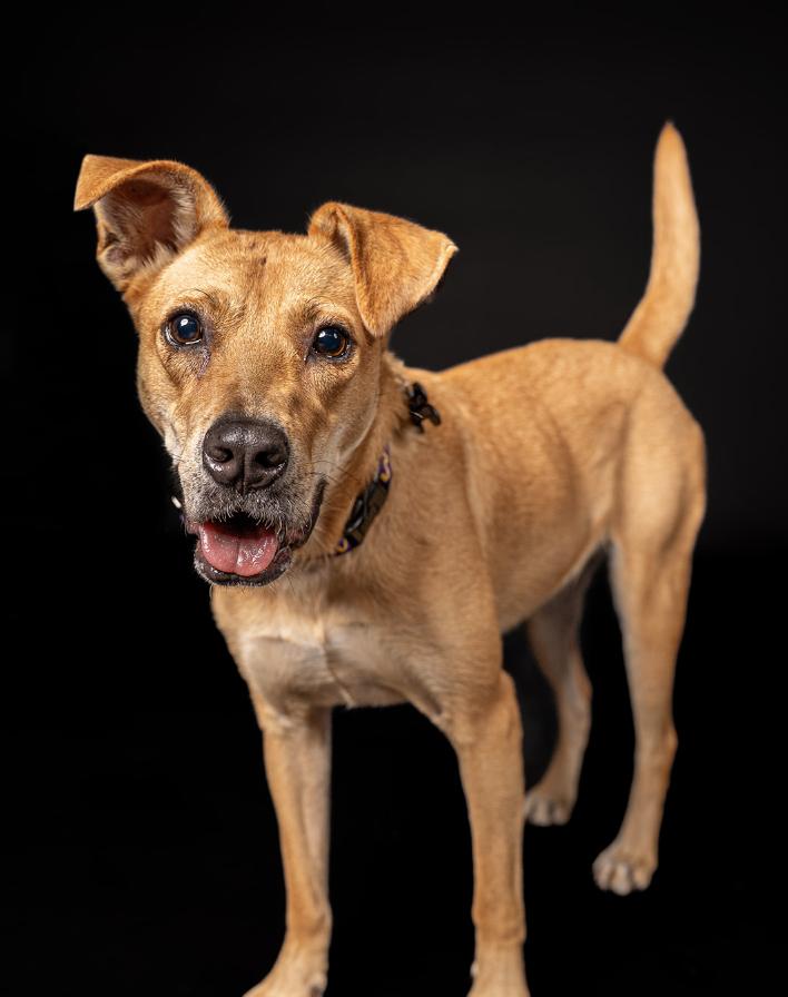 Enlarge Figgy, a Adoptable Mixed Breed in MOORESVILLE, NC image 2/6